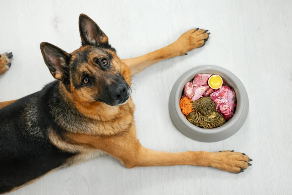 Pastor aleman alimentacion canina